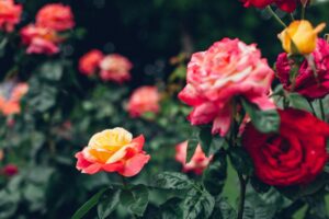 Nel giardino o in cucina, bibita, profumo o medicina, la rosa rimane la regina
