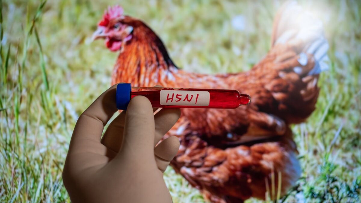 L’Europa fa incetta di vaccini per l’aviaria