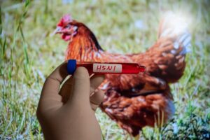L’Europa fa incetta di vaccini per l’aviaria