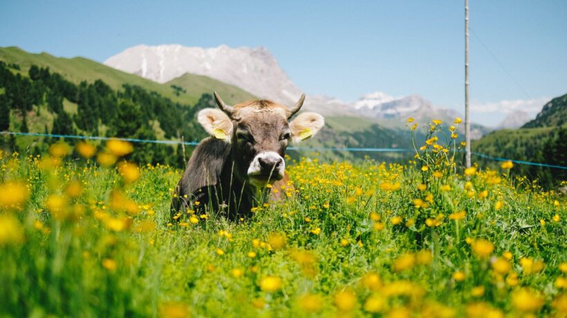 Tassa danese sulle puzzette di mucca