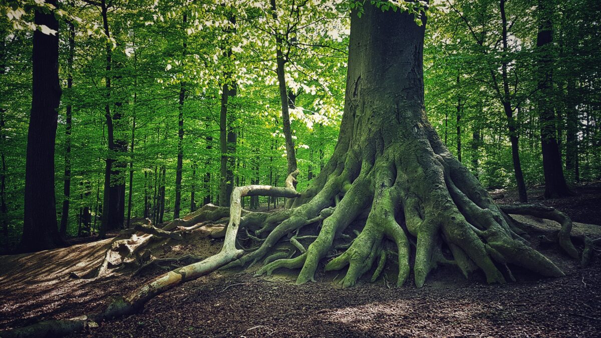 Le foreste dei padri perduti che danno continuità al mondo