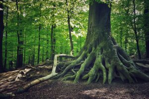 Le foreste dei padri perduti che danno continuità al mondo