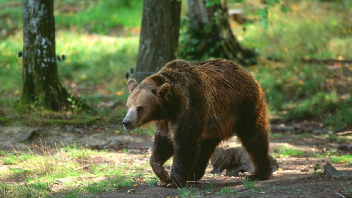 Come ogni estate scatta l’allarme orsi: turista francese azzannato in Trentino
