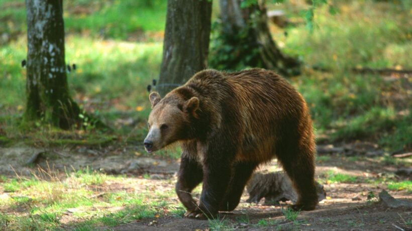Come ogni estate scatta l’allarme orsi: turista francese azzannato in Trentino