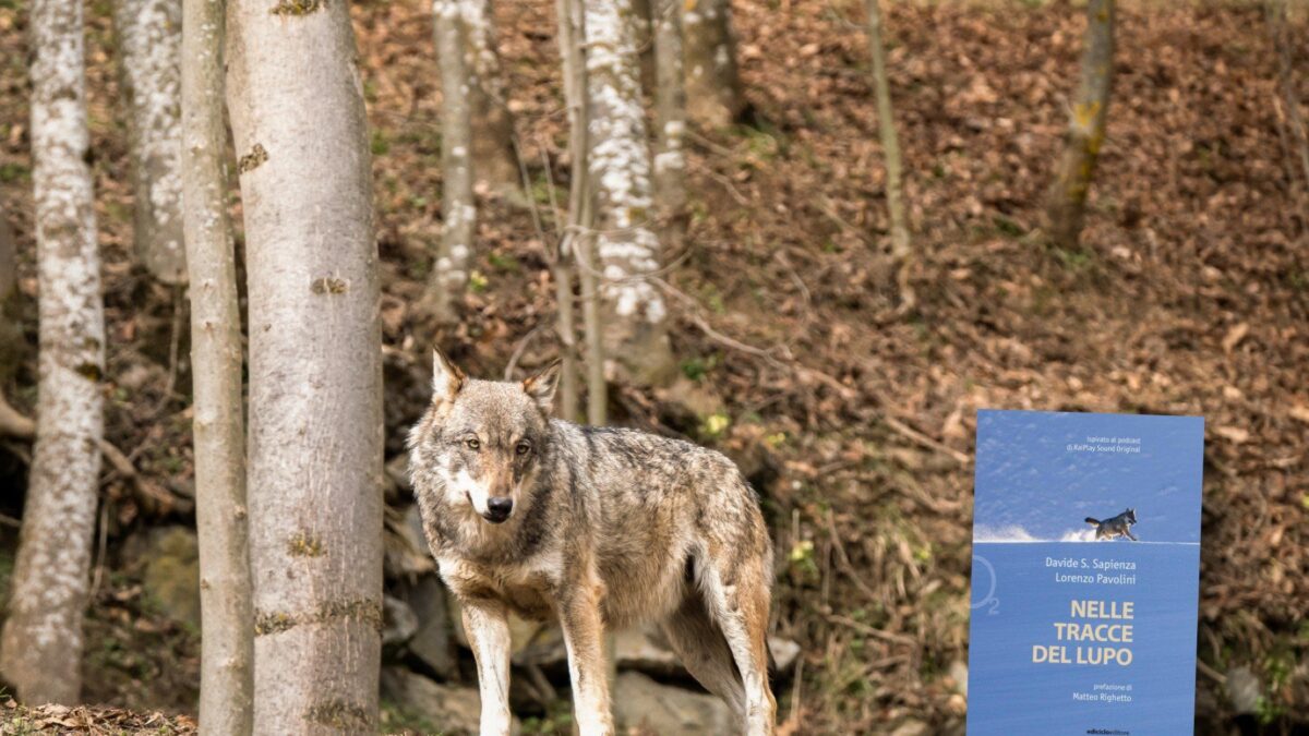 Il ritorno del lupo sulle nostre Alpi riaccende il «conflitto» con l’uomo
