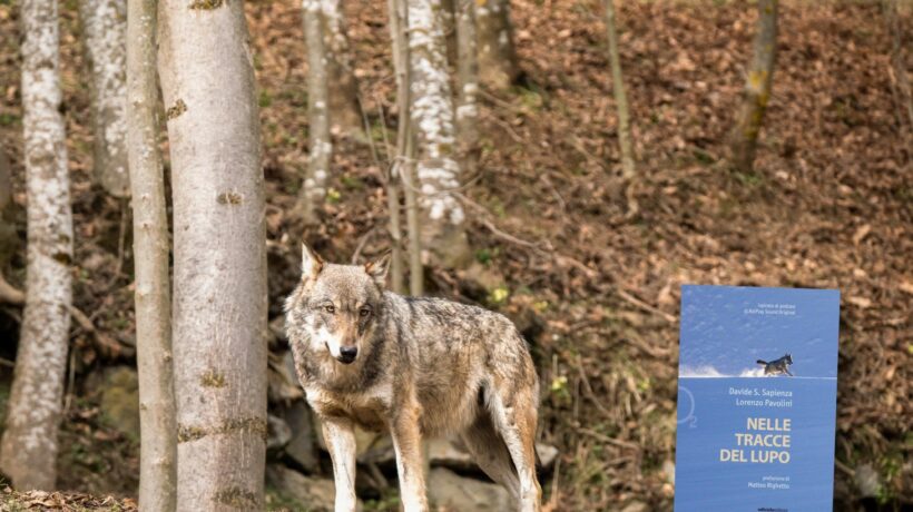 Il ritorno del lupo sulle nostre Alpi riaccende il «conflitto» con l’uomo