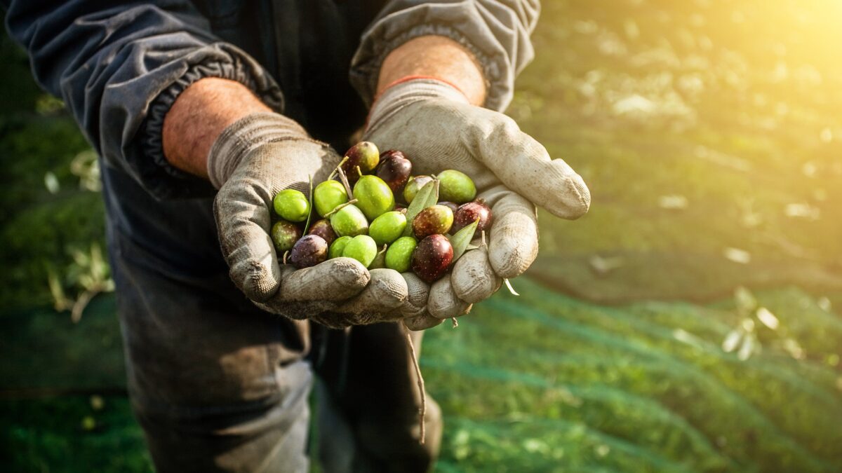 Spuntino, condimento e «farmaco». Le olive sono molto più di un frutto