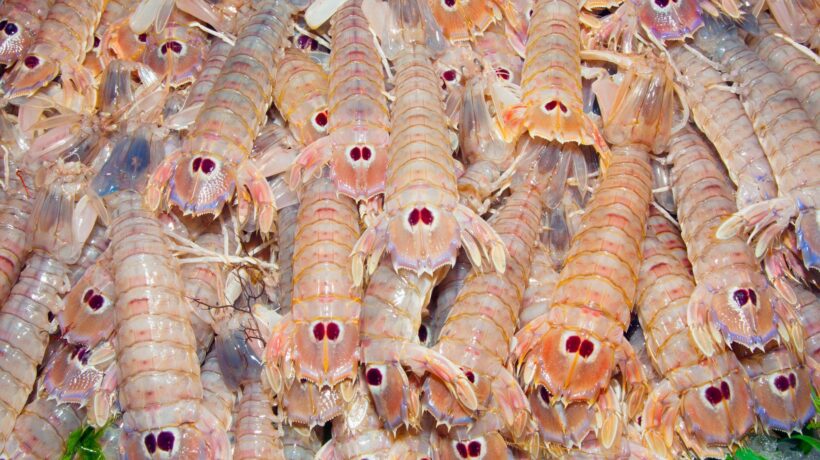 La canocchia, specialità adriatica. Un crostaceo ancora da scoprire