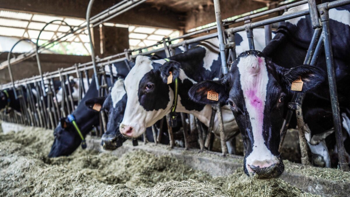L’ultimo delirio dell’Europa green: scoppia la guerra sui peti di mucca