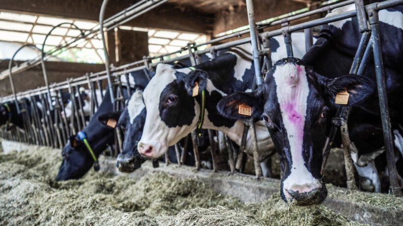 L’ultimo delirio dell’Europa green: scoppia la guerra sui peti di mucca
