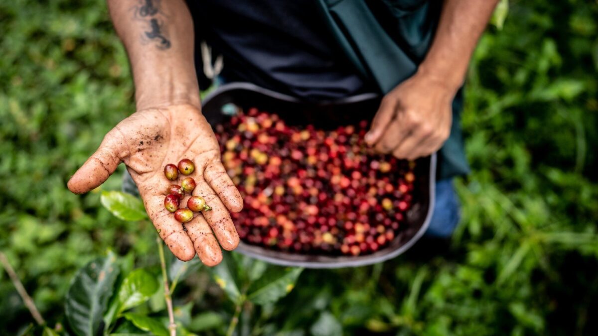 C’è anche un regolamento Ue dietro al rialzo dei prezzi di cioccolato, burro e caffè