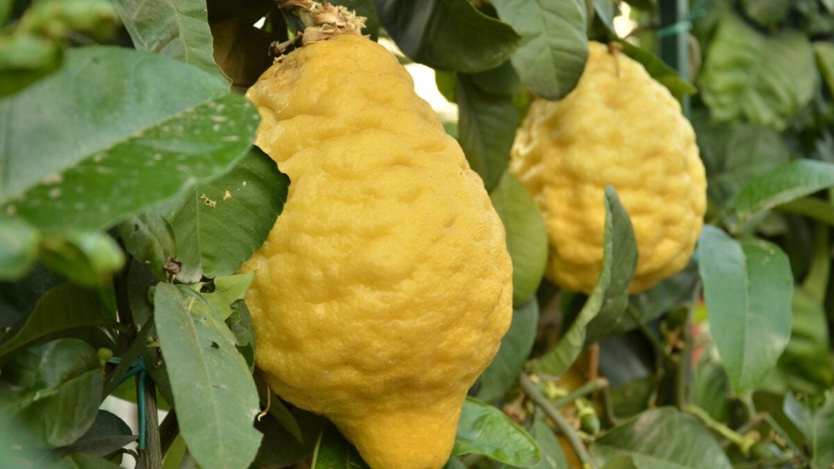 Dai giardini dell’Eden all’Europa: il cedro, l’agrume più antico