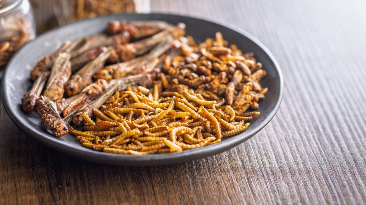Il buongusto trionfa sugli euroburocrati. Crolla il consumo di grilli e larve in Italia