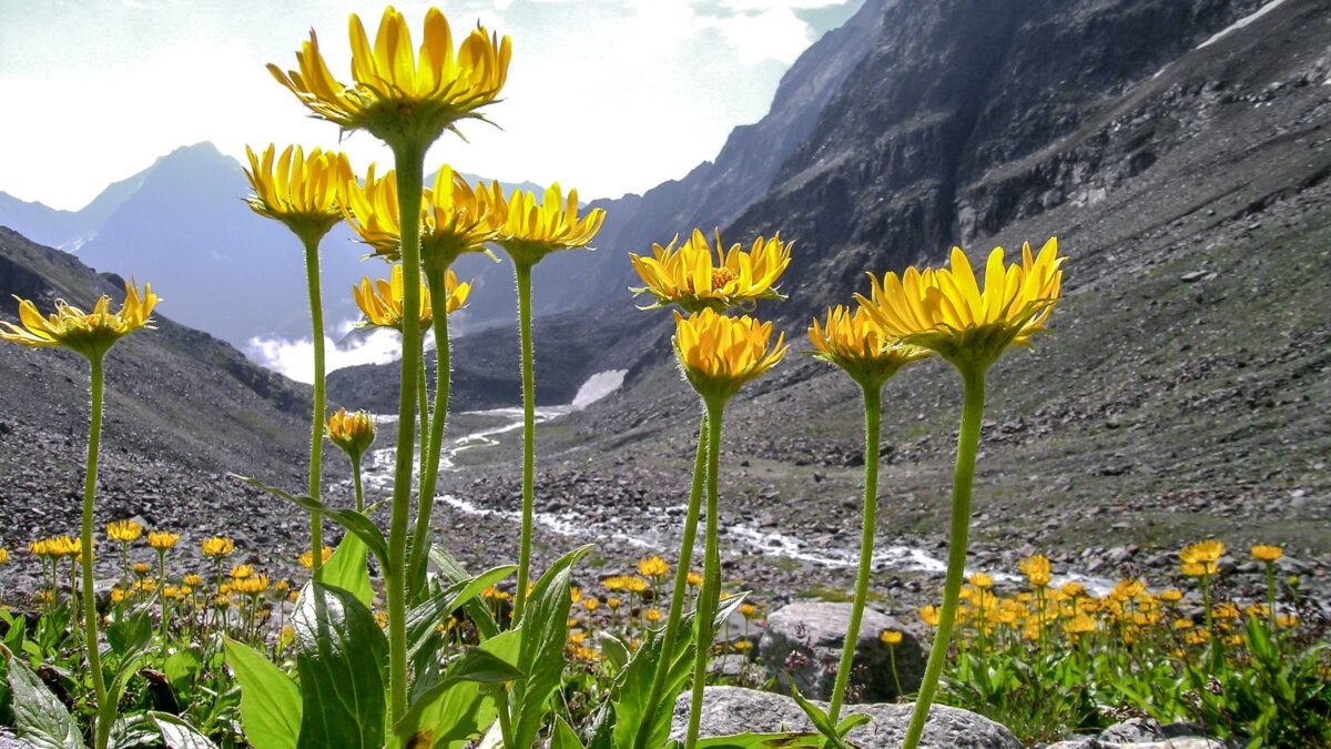 Tutti i benefici dell’arnica, la margherita di montagna panacea di lividi e traumi