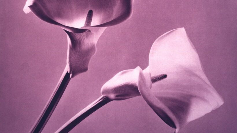 Robert Mapplethorpe in mostra a Venezia