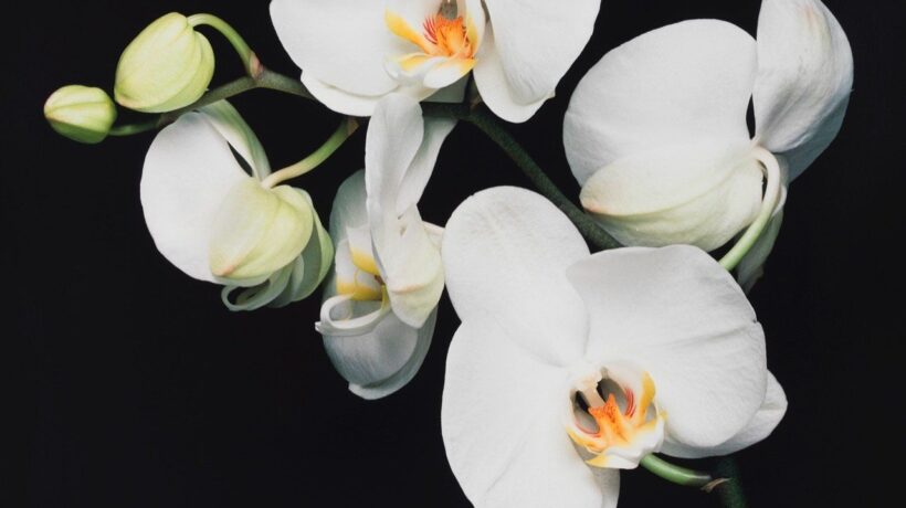 Robert Mapplethorpe in mostra a Venezia