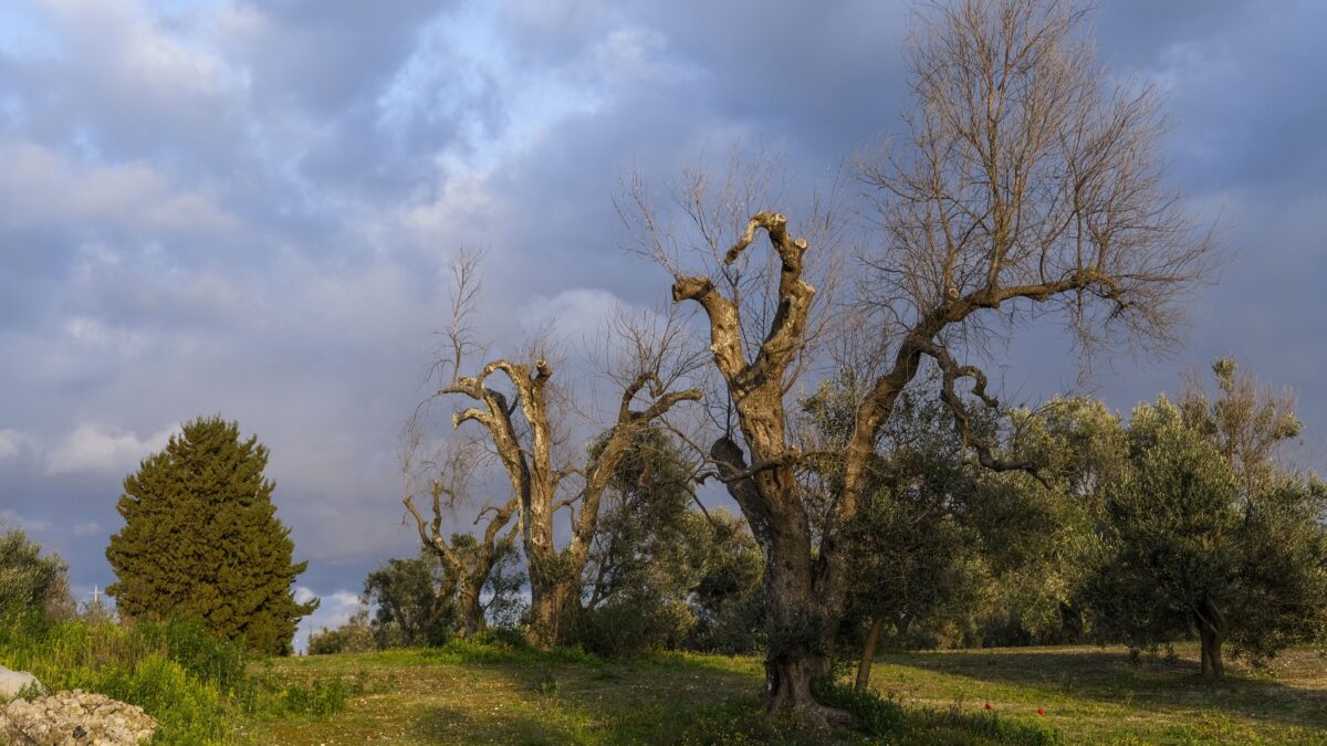 «Xylella sfruttata per fare affari con le rinnovabili»