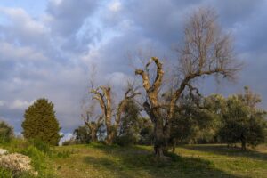 «Xylella sfruttata per fare affari con le rinnovabili»