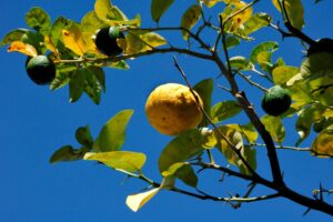 Sa pompia, l’agrume «mostruoso» che non si mangia ma si trasforma