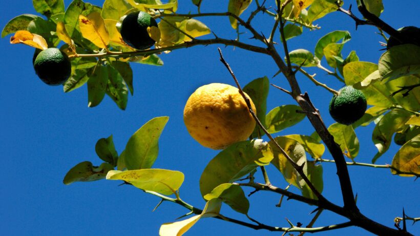 Sa pompia, l’agrume «mostruoso» che non si mangia ma si trasforma