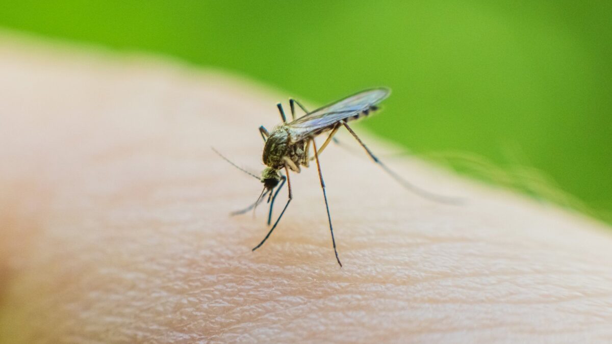 West Nile: tornano i bollettini virali
