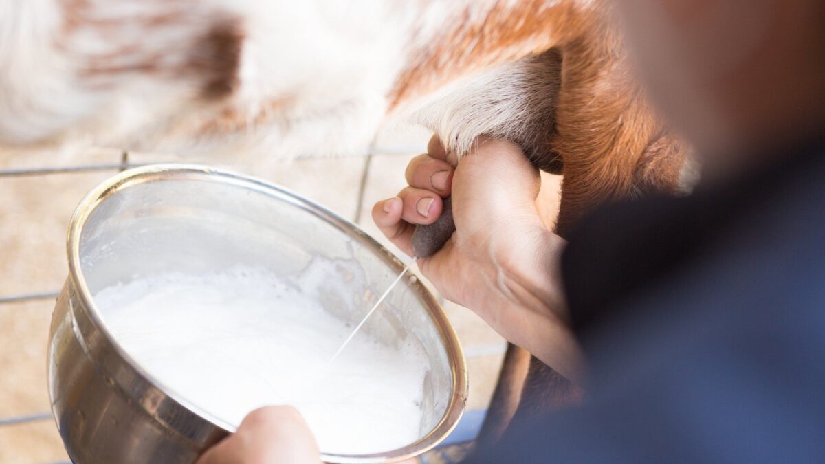 Il vero latte alternativo a quello vaccino viene sempre dalla stalla
