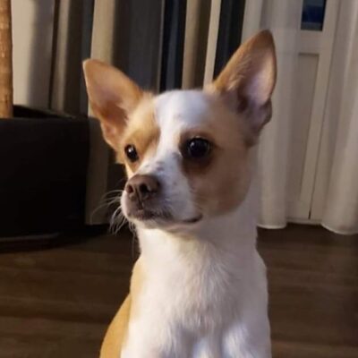 K.I.S.S. | Cani da salvataggio