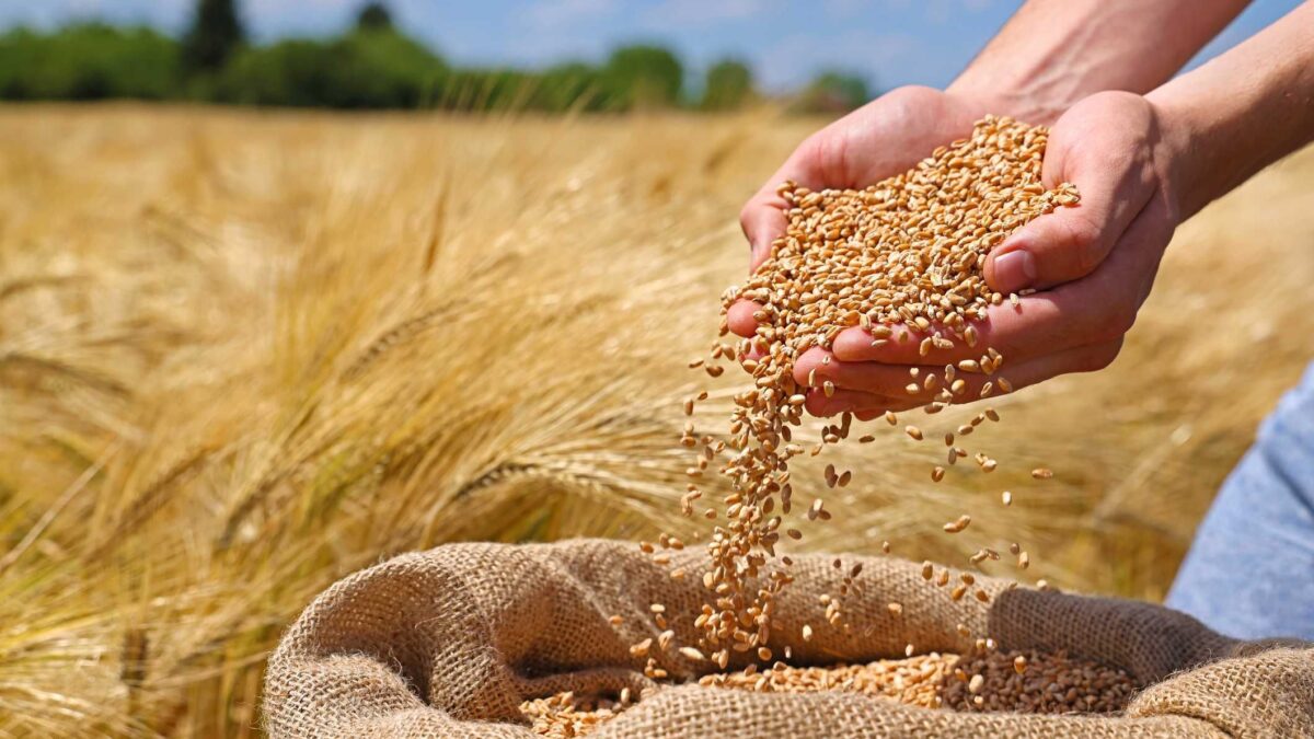 L’orzo, ottima alternativa alla pasta per tener sotto controllo la glicemia