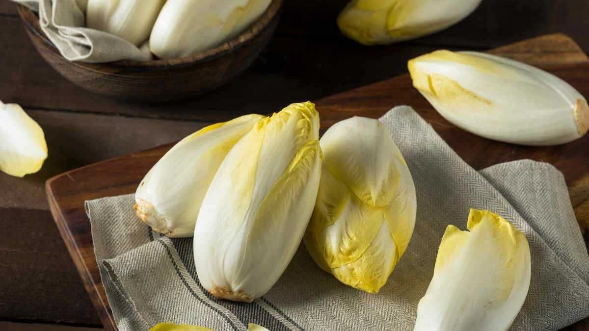 Indivia belga, l’insalata ideale nei mesi freddi per integrare acqua e fibre e combattere lo stress