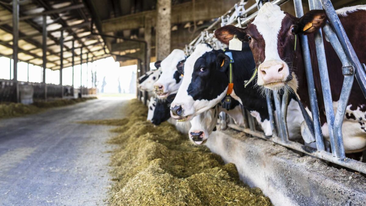 Per abbattere le emissioni nei peti delle mucche hanno rovinato pure il latte