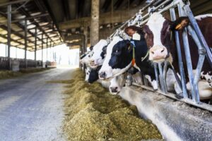 Per abbattere le emissioni nei peti delle mucche hanno rovinato pure il latte