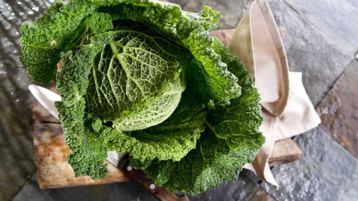 È arrivato l’inverno. Il cavolo verza è l’ortaggio perfetto da portare a tavola