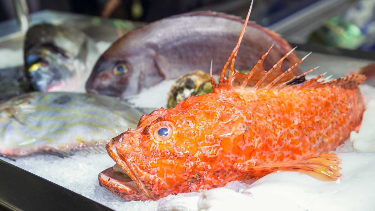 Alternativa magra al salmone per chi cerca gli omega 3. Le virtù dello scorfano, il «brutto» ras dei fondali
