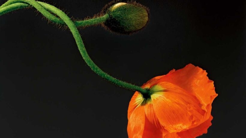 Robert Mapplethorpe in mostra a Palazzo Reale di Milano