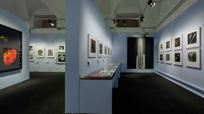 Robert Mapplethorpe in mostra a Palazzo Reale di Milano