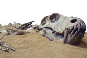 Dinosauri all’asta. La corsa dei miliardari al business dei fossili