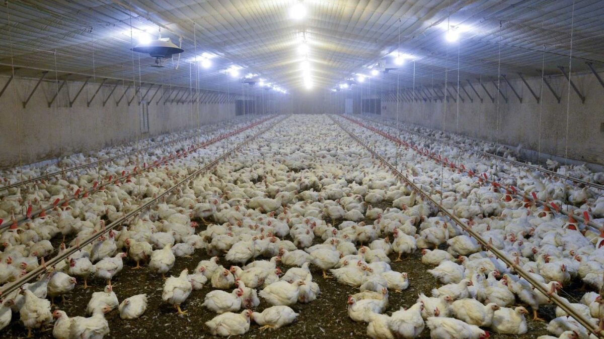 Effetto Mercosur: polli contaminati