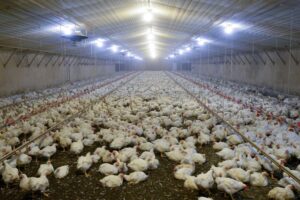 Effetto Mercosur: polli contaminati