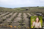 Lo spirito vulcanico di Pantelleria si trova nel suo vino