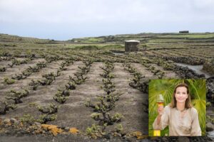 Lo spirito vulcanico di Pantelleria si trova nel suo vino