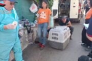 Oltre 100 cani salvati dai Carabinieri in provincia di Palermo