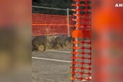 Roma, i cinghiali scorrazzano liberi a Saxa Rubra