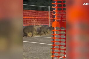 Roma, i cinghiali scorrazzano liberi a Saxa Rubra