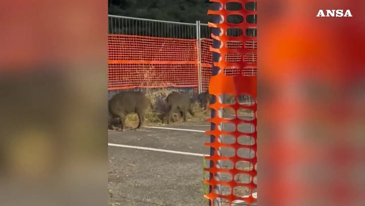 Roma, i cinghiali scorrazzano liberi a Saxa Rubra