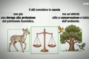 Ddl caccia, cosa cambia davvero con la riforma
