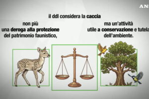 ddl caccia cosa cambia
