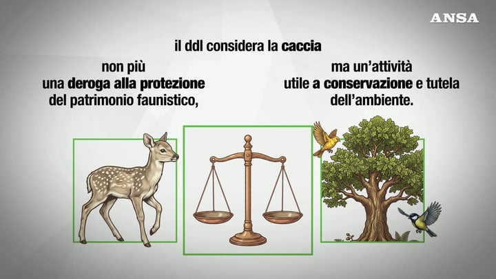 Ddl caccia, cosa cambia davvero con la riforma