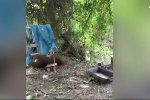 Prato, sequestrati orti abusivi dei cinesi vicino a un’ex discarica