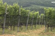L’Università di Bolzano studia nuove tecniche per i vigneti di montagna