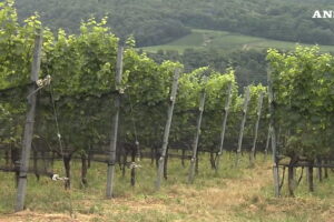 vigneti tecnica università bolzano